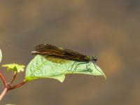 Blauflügel Prachtlibelle Weibchen